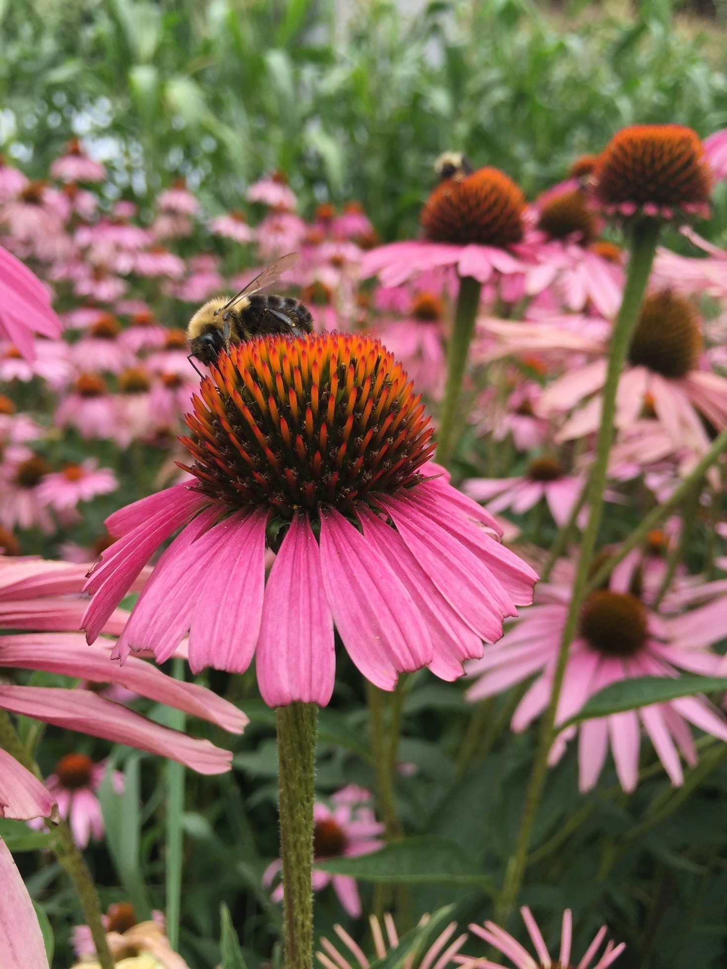 Hur pollinerande insekter upprätthåller våra ekosystem