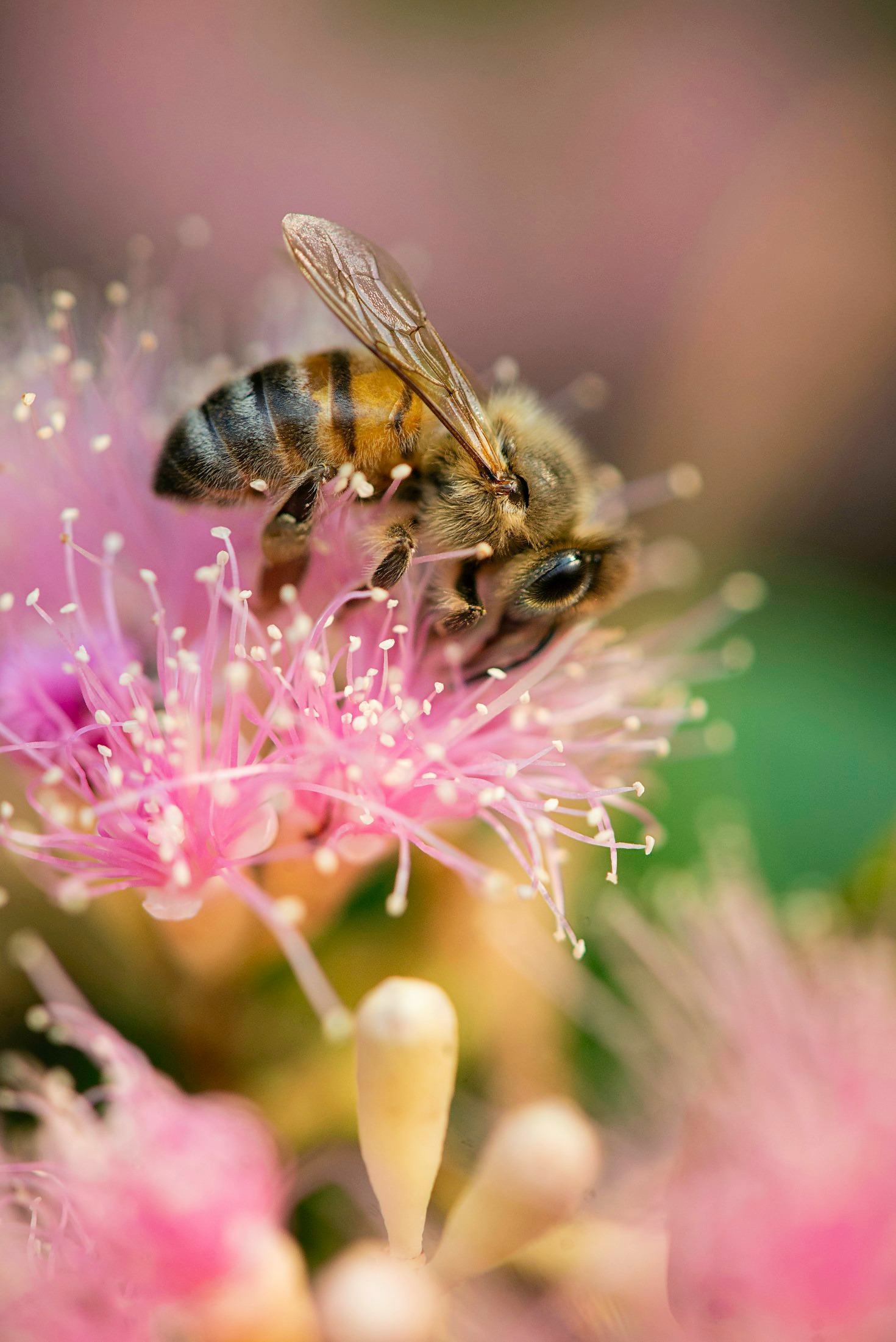 5 enkla sätt att skydda och stödja pollinatörer