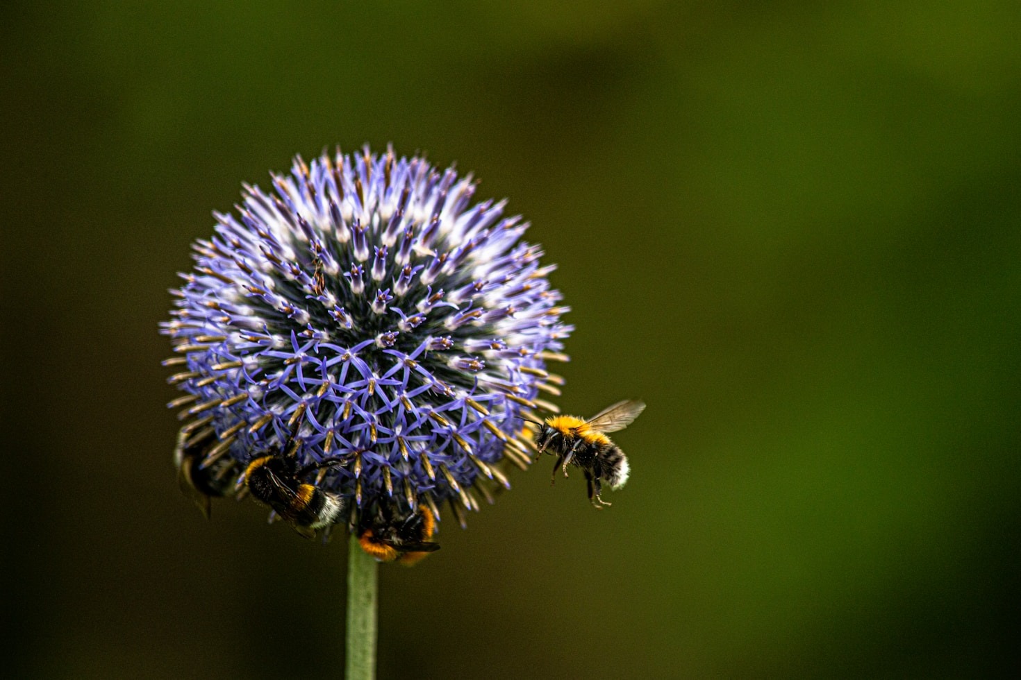 Pollineringsprojekt: Framgångshistorier från hela landet