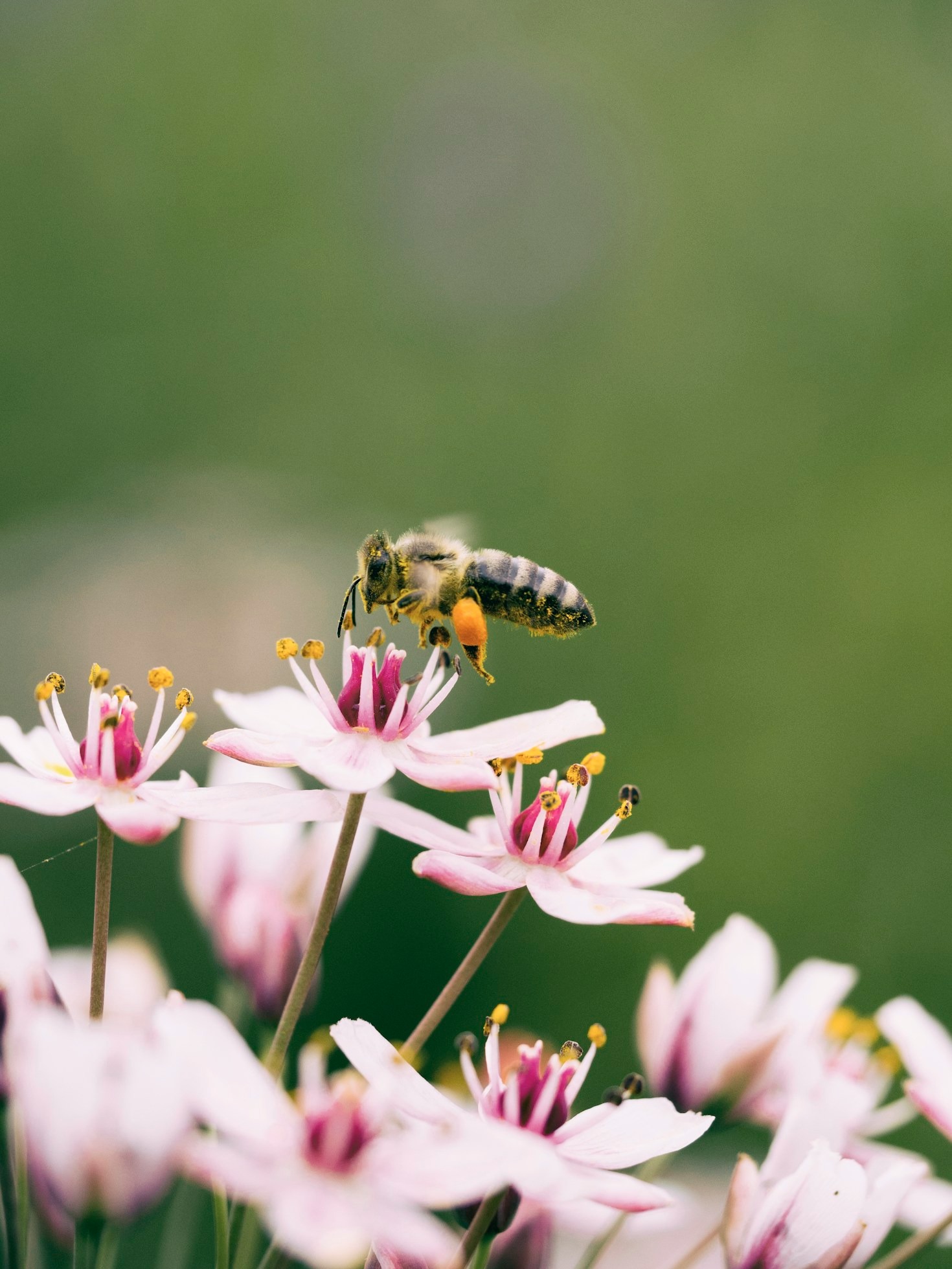 Varför din insats för pollinering gör skillnad