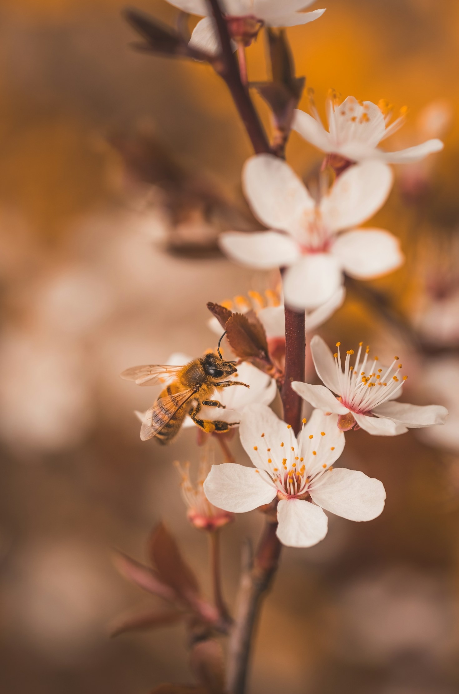 Så bidrar pollinering till din mat och hälsa